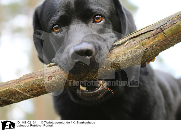 Labrador Retriever Portrait / Labrador Retriever portrait / KB-02104