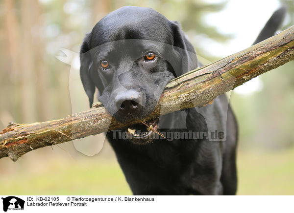 Labrador Retriever Portrait / Labrador Retriever portrait / KB-02105