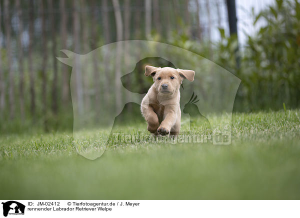 rennender Labrador Retriever Welpe / running Labrador Retriever Puppy / JM-02412