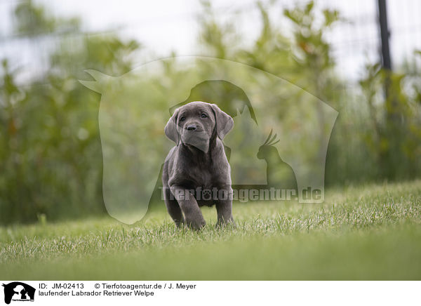 laufender Labrador Retriever Welpe / walking Labrador Retriever Puppy / JM-02413