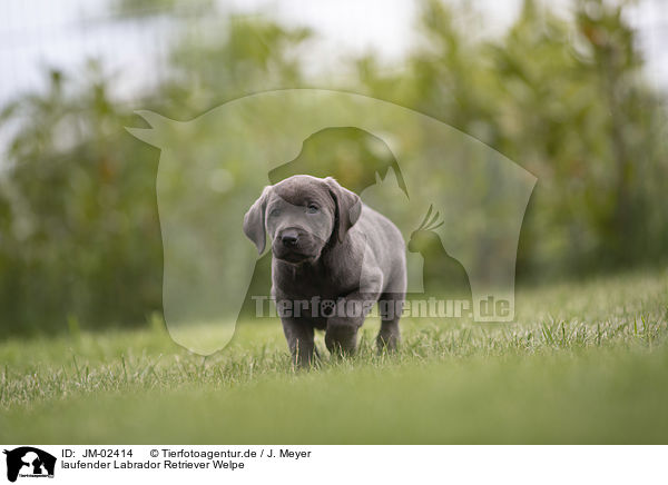 laufender Labrador Retriever Welpe / walking Labrador Retriever Puppy / JM-02414
