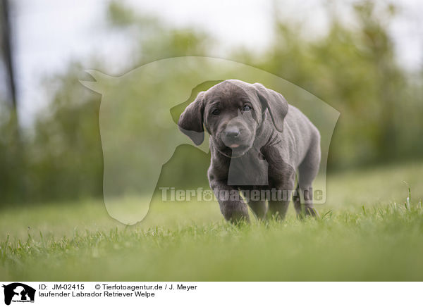 laufender Labrador Retriever Welpe / walking Labrador Retriever Puppy / JM-02415