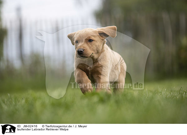 laufender Labrador Retriever Welpe / walking Labrador Retriever Puppy / JM-02416