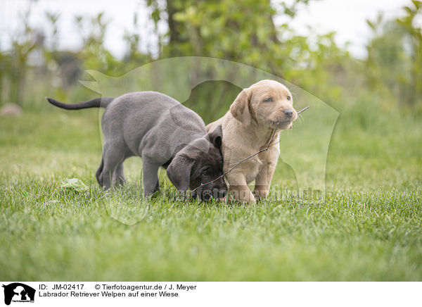 Labrador Retriever Welpen auf einer Wiese / Labrador Retriever Puppies on a meadow / JM-02417
