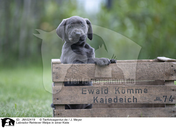 Labrador Retriever Welpe in einer Kiste / Labrador Retriever Puppy in a box / JM-02419