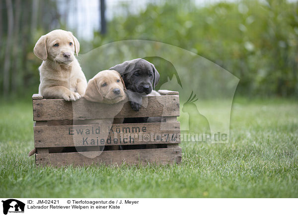 Labrador Retriever Welpen in einer Kiste / Labrador Retriever Puppies in a box / JM-02421