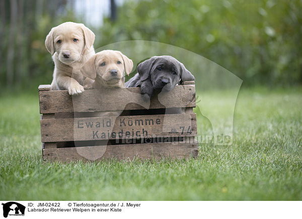 Labrador Retriever Welpen in einer Kiste / Labrador Retriever Puppies in a box / JM-02422