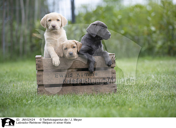 Labrador Retriever Welpen in einer Kiste / Labrador Retriever Puppies in a box / JM-02424