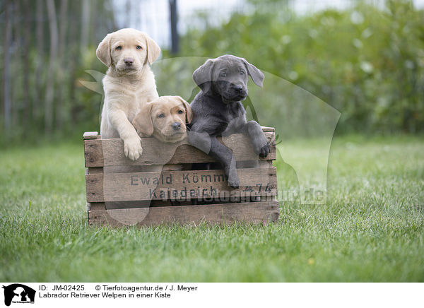Labrador Retriever Welpen in einer Kiste / Labrador Retriever Puppies in a box / JM-02425