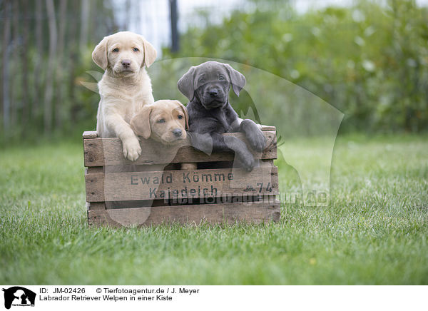 Labrador Retriever Welpen in einer Kiste / Labrador Retriever Puppies in a box / JM-02426