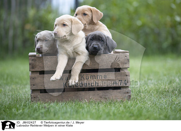 Labrador Retriever Welpen in einer Kiste / Labrador Retriever Puppies in a box / JM-02427