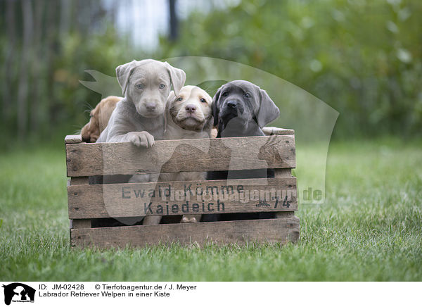 Labrador Retriever Welpen in einer Kiste / Labrador Retriever Puppies in a box / JM-02428