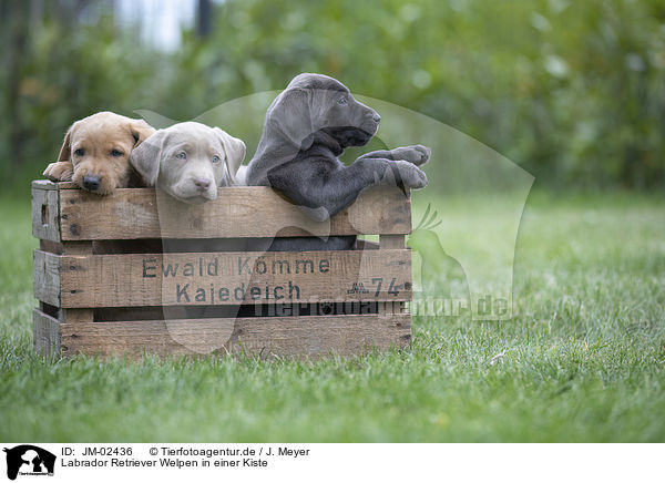 Labrador Retriever Welpen in einer Kiste / Labrador Retriever Puppies in a box / JM-02436