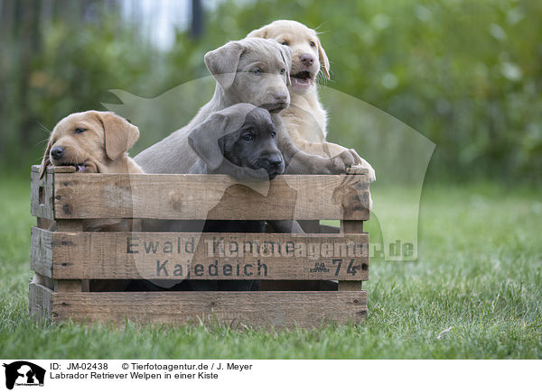 Labrador Retriever Welpen in einer Kiste / Labrador Retriever Puppies in a box / JM-02438