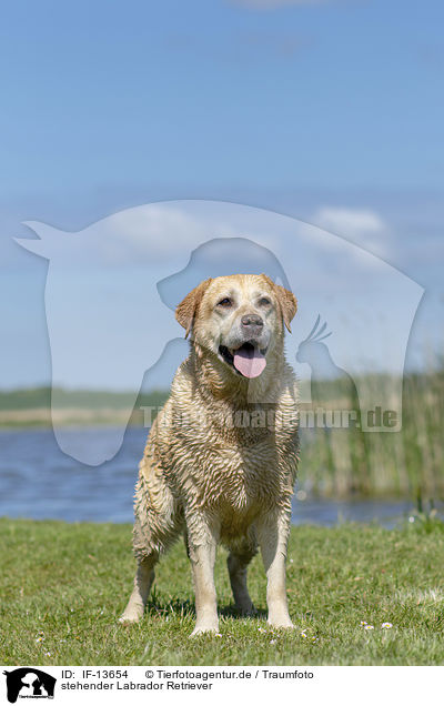 stehender Labrador Retriever / standing Labrador Retriever / IF-13654