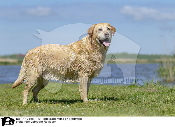 stehender Labrador Retriever / standing Labrador Retriever / IF-13656