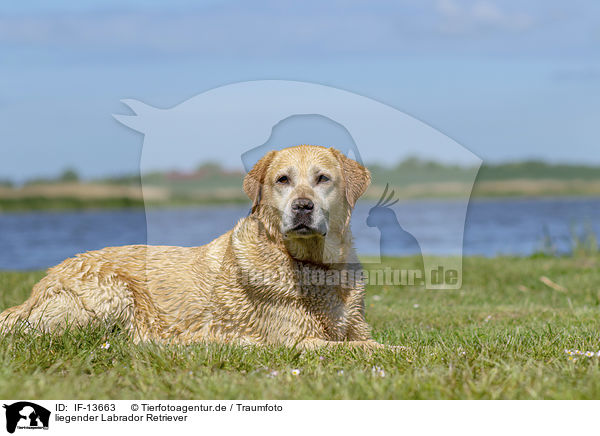 liegender Labrador Retriever / lying Labrador Retriever / IF-13663