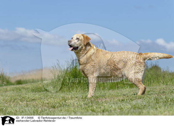 stehender Labrador Retriever / standing Labrador Retriever / IF-13666