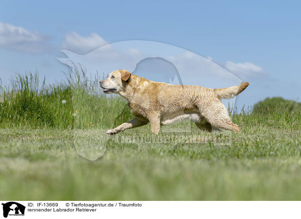 rennender Labrador Retriever / running Labrador Retriever / IF-13669