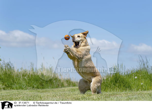 spielender Labrador Retriever / playing Labrador Retriever / IF-13671