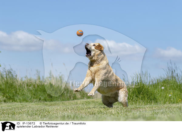 spielender Labrador Retriever / playing Labrador Retriever / IF-13672