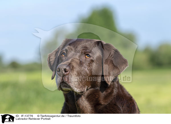 Labrador Retriever Portrait / Labrador Retriever portrait / IF-13776