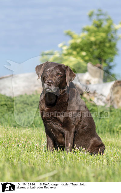 sitzender Labrador Retriever / sitting Labrador Retriever / IF-13784