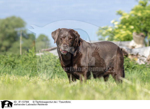 stehender Labrador Retriever / standing Labrador Retriever / IF-13788