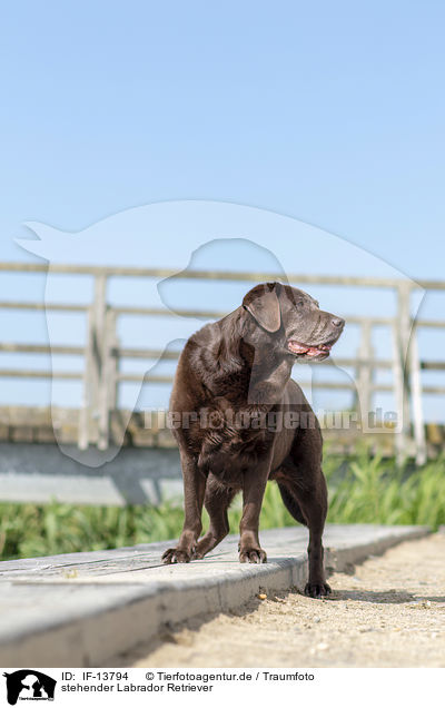 stehender Labrador Retriever / standing Labrador Retriever / IF-13794