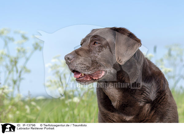 Labrador Retriever Portrait / Labrador Retriever portrait / IF-13796