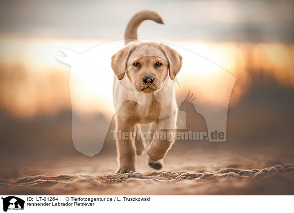 rennender Labrador Retriever / running Labrador Retriever / LT-01264