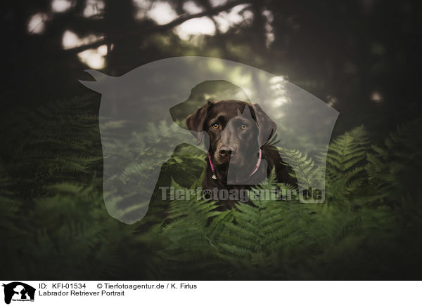 Labrador Retriever Portrait / Labrador Retriever portrait / KFI-01534