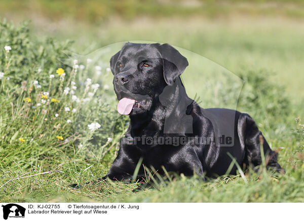 Labrador Retriever liegt auf Wiese / Labrador Retriever lies on meadow / KJ-02755