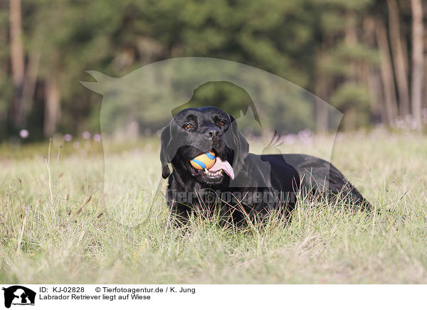 Labrador Retriever liegt auf Wiese / Labrador Retriever lies on meadow / KJ-02828