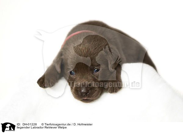 liegender Labrador Retriever Welpe / lying Labrador Retriever Puppy / DH-01228