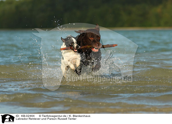 Labrador Retriever und Parson Russell Terrier / KB-02464