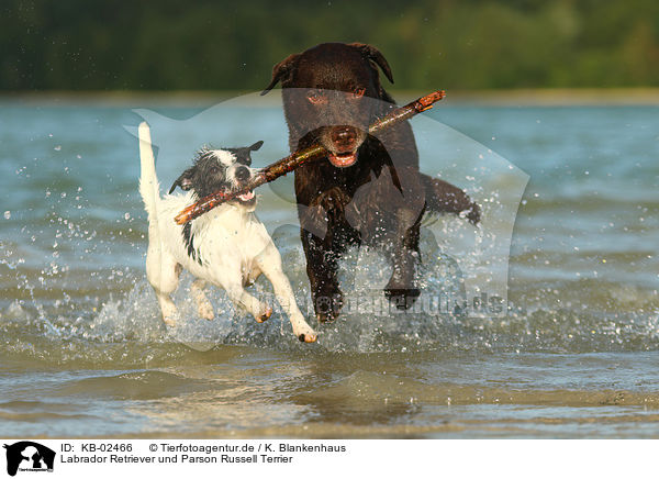Labrador Retriever und Parson Russell Terrier / KB-02466