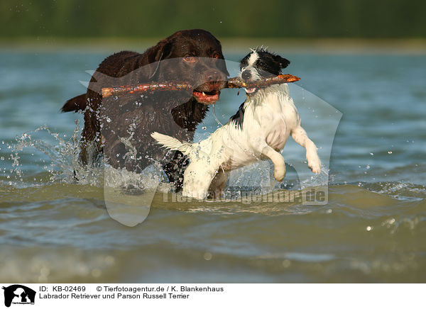 Labrador Retriever und Parson Russell Terrier / KB-02469