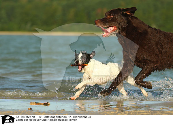Labrador Retriever und Parson Russell Terrier / KB-02470