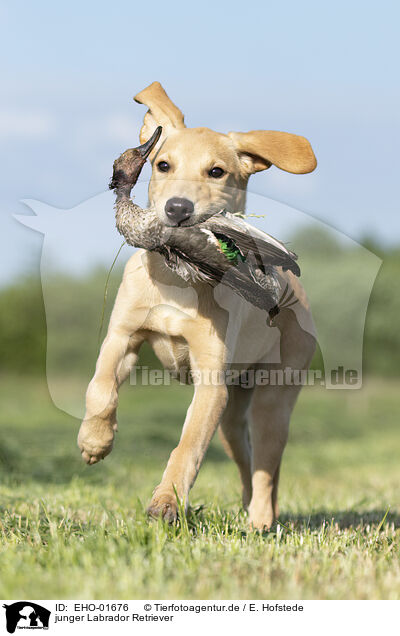 junger Labrador Retriever / EHO-01676