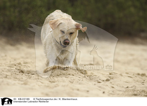 bremsender Labrador Retriever / braking Labrador Retriever / KB-03186