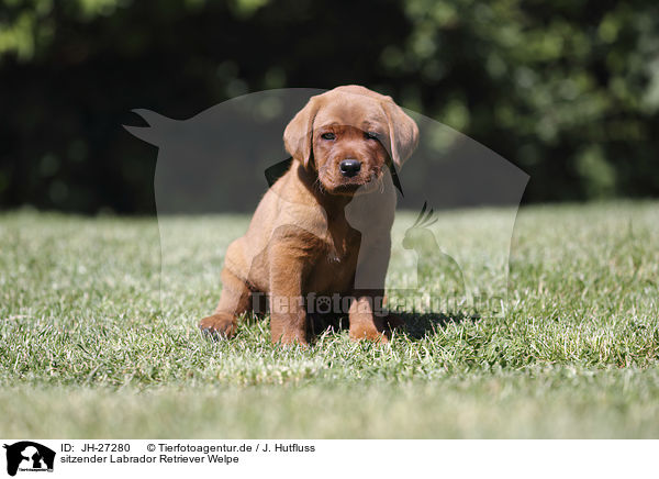 sitzender Labrador Retriever Welpe / sitting Labrador Retriever Puppy / JH-27280