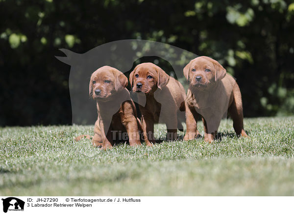 3 Labrador Retriever Welpen / 3 Labrador Retriever Puppies / JH-27290