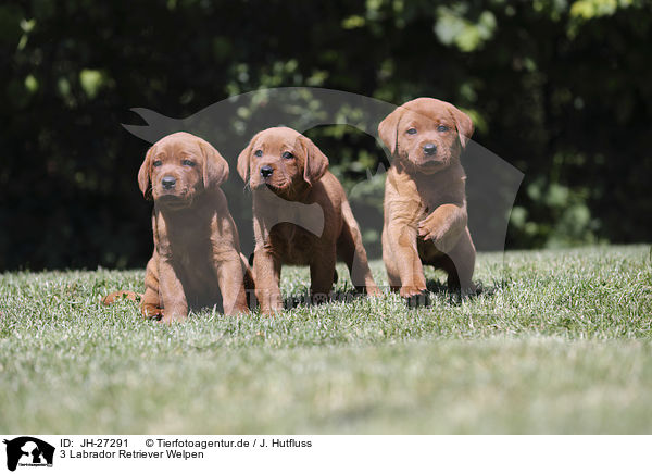 3 Labrador Retriever Welpen / 3 Labrador Retriever Puppies / JH-27291