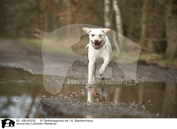 rennender Labrador Retriever / running Labrador Retriever / KB-04226