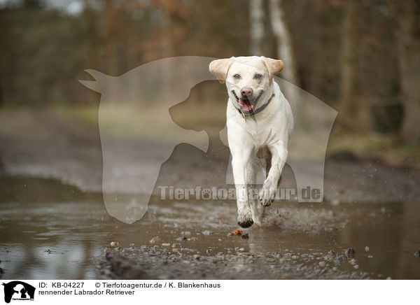 rennender Labrador Retriever / running Labrador Retriever / KB-04227