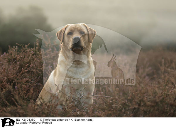 Labrador Retriever Portrait / Labrador Retriever portrait / KB-04350