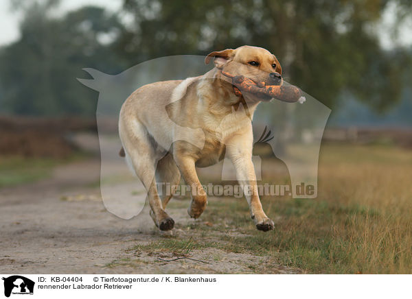 rennender Labrador Retriever / running Labrador Retriever / KB-04404