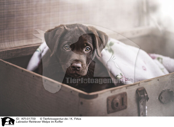 Labrador Retriever Welpe im Koffer / KFI-01759
