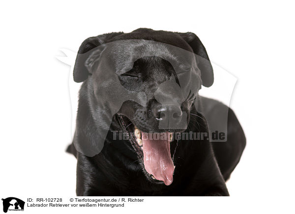 Labrador Retriever vor weiem Hintergrund / Labrador Retriever in front of white background / RR-102728